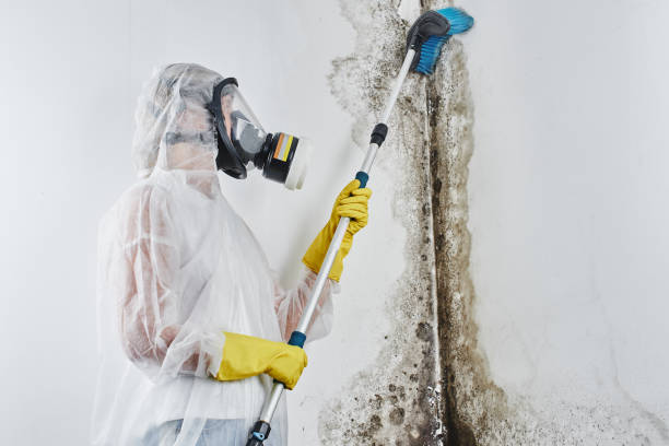Mold Testing and Removal in New Whiteland, IN