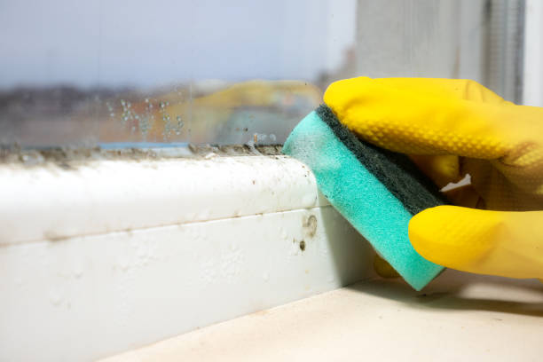 Best Best Mold Removal Companies  in New Whiteland, IN